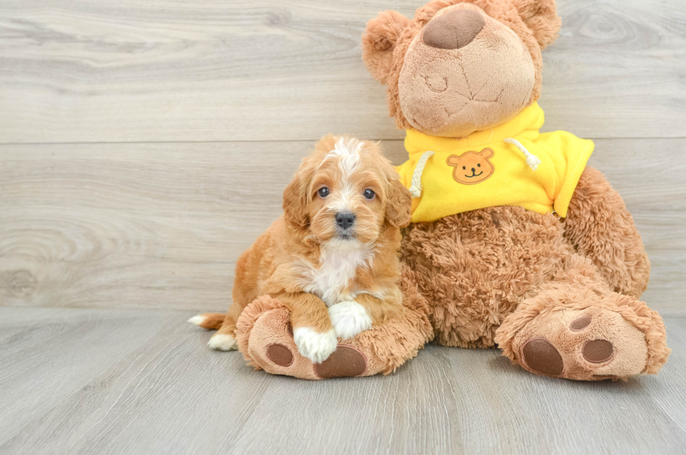 7 week old Cavapoo Puppy For Sale - Puppy Love PR