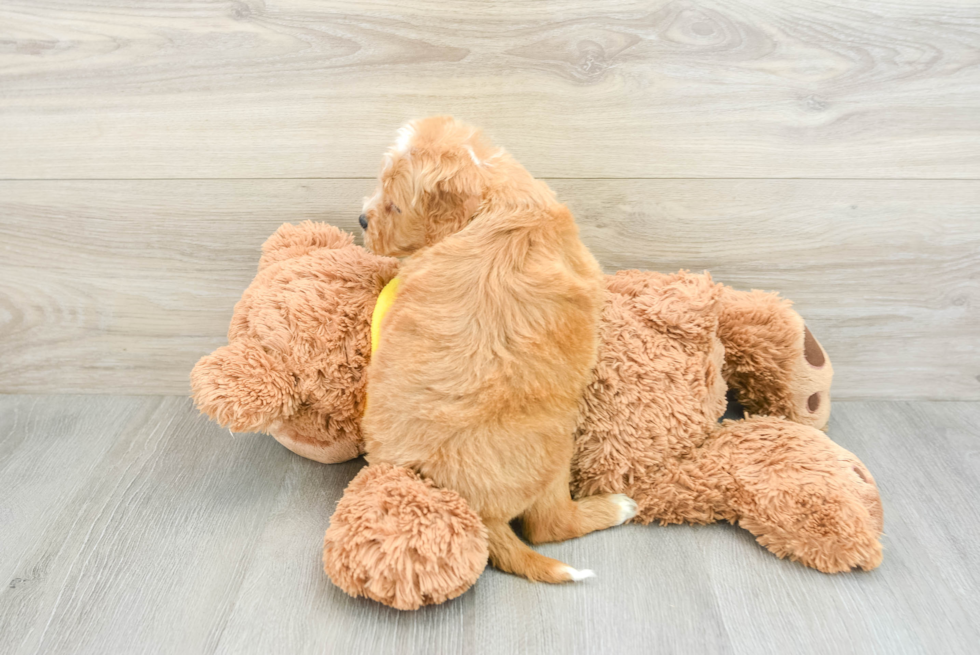 Happy Cavapoo Baby