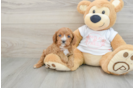 Cavapoo Puppy for Adoption