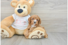 Adorable Cavalier King Charles Spaniel and Poodle Mix Poodle Mix Puppy