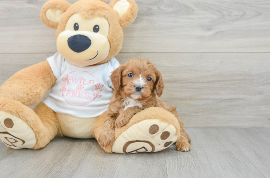 Adorable Cavalier King Charles Spaniel and Poodle Mix Poodle Mix Puppy