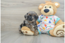 Petite Cavapoo Poodle Mix Pup