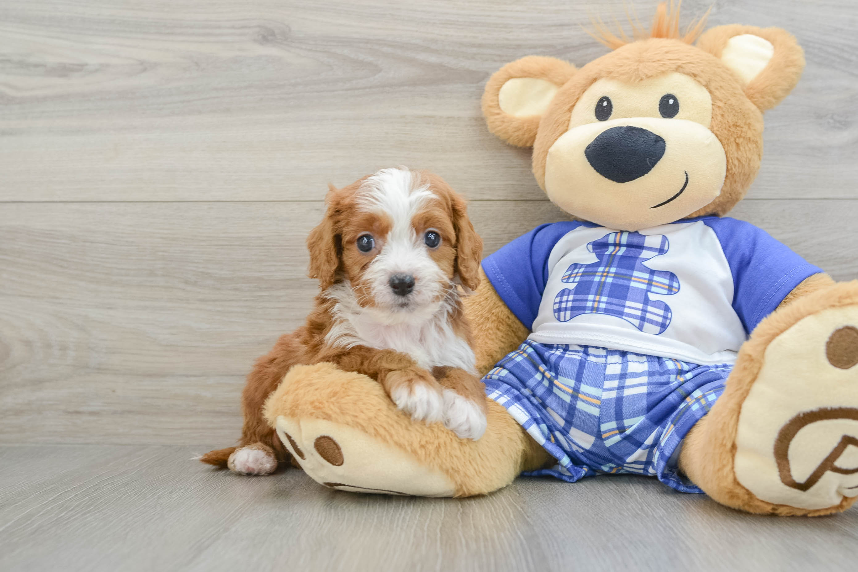 Hypoallergenic Cavadoodle Poodle Mix Puppy