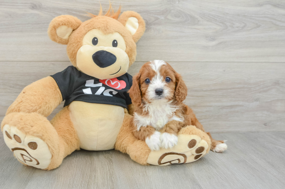 5 week old Cavapoo Puppy For Sale - Puppy Love PR
