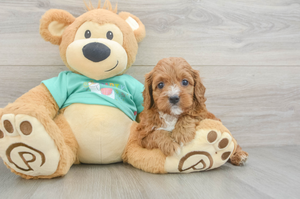 7 week old Cavapoo Puppy For Sale - Puppy Love PR