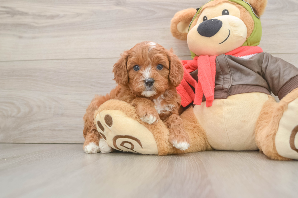 5 week old Cavapoo Puppy For Sale - Puppy Love PR