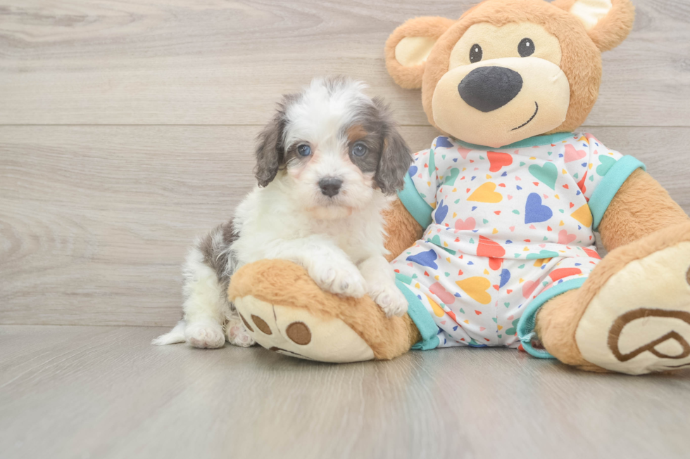 Cavapoo Puppy for Adoption