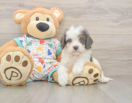 8 week old Cavapoo Puppy For Sale - Puppy Love PR