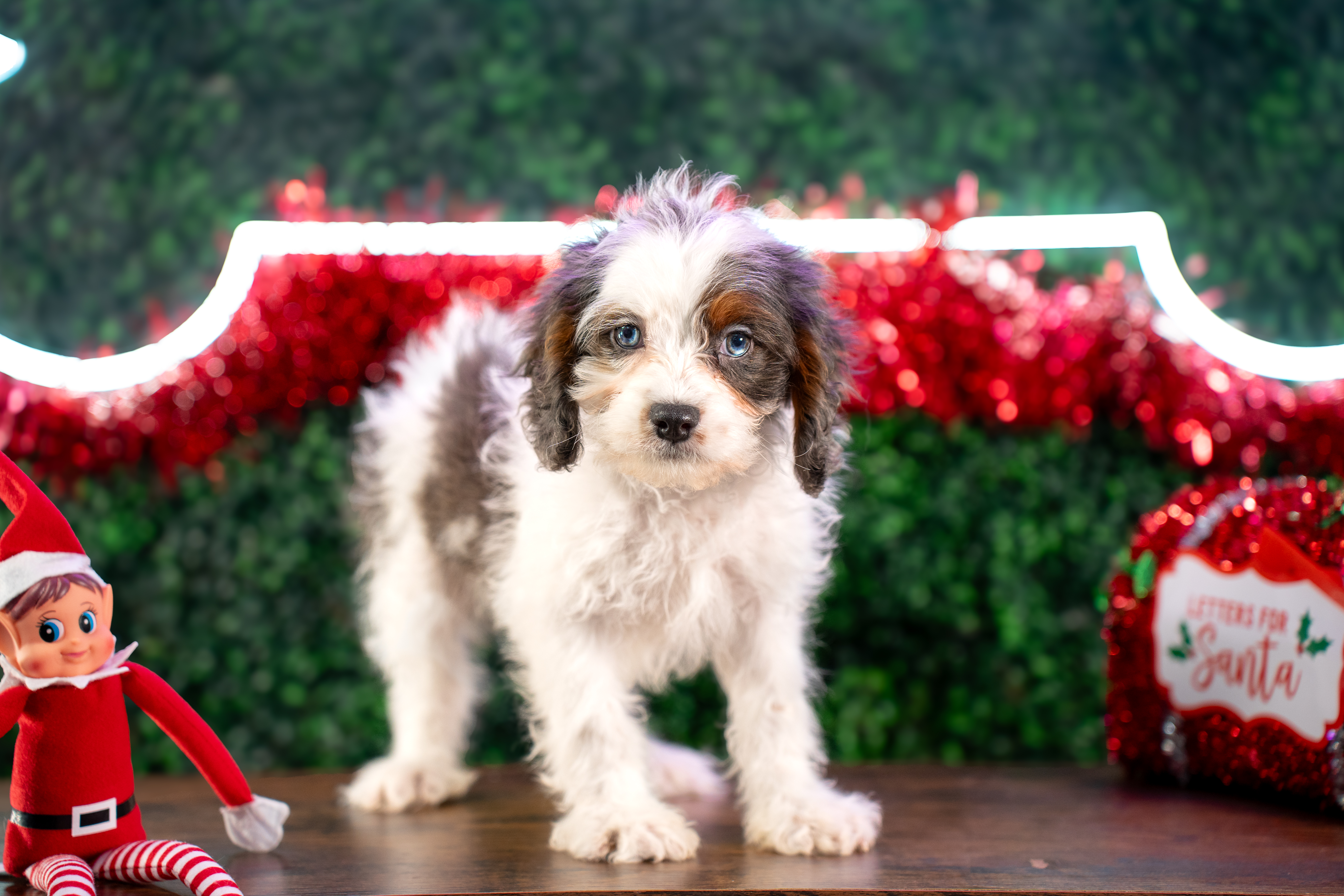 Best Cavapoo Baby