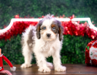 10 week old Cavapoo Puppy For Sale - Puppy Love PR