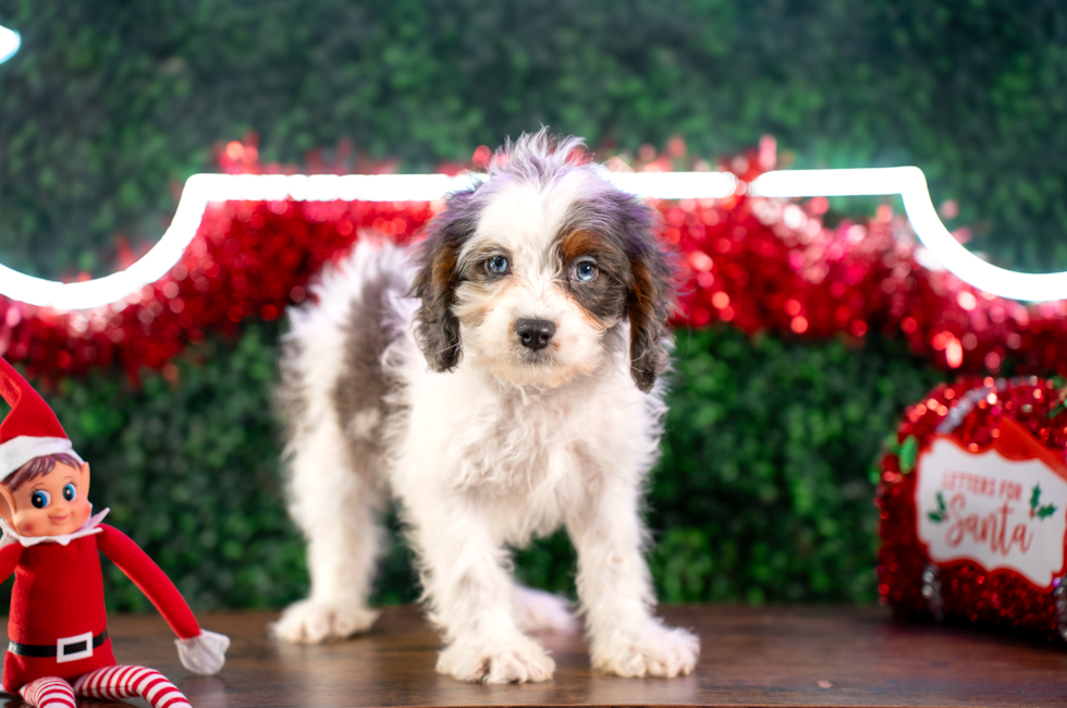 10 week old Cavapoo Puppy For Sale - Puppy Love PR