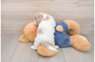 Best Cavapoo Baby