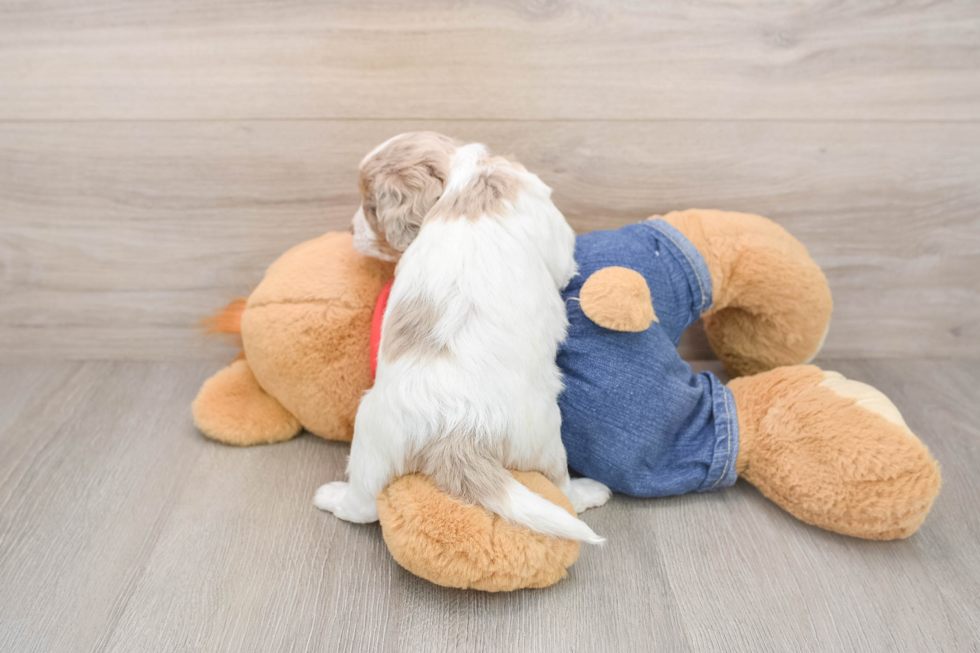 Best Cavapoo Baby