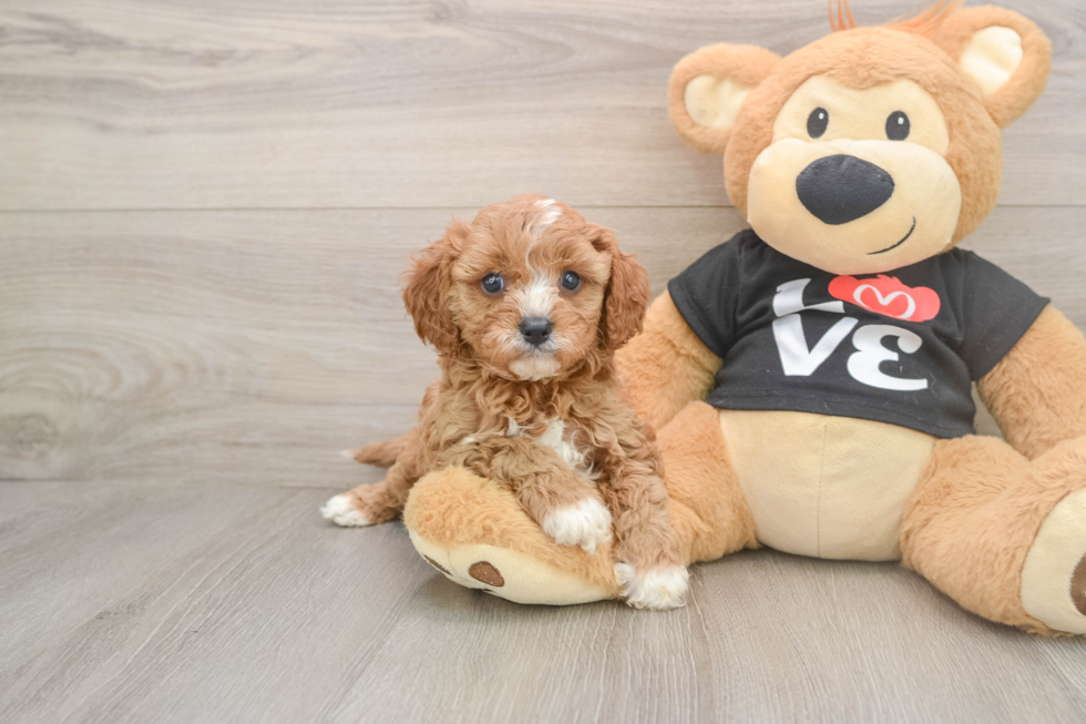 Little Cavipoo Poodle Mix Puppy