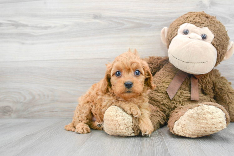 Meet Happy - our Cavapoo Puppy Photo 1/3 - Puppy Love PR Best Cavapoo Baby