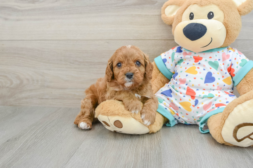 7 week old Cavapoo Puppy For Sale - Puppy Love PR