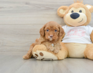 8 week old Cavapoo Puppy For Sale - Puppy Love PR