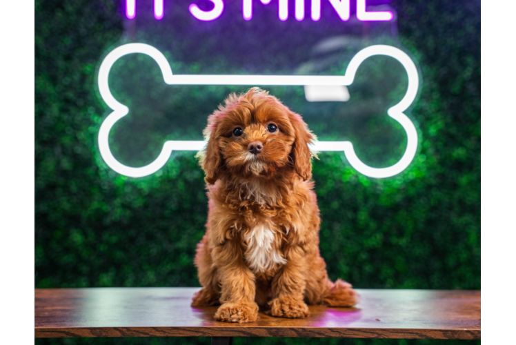 Cute Cavapoo Poodle Mix Pup