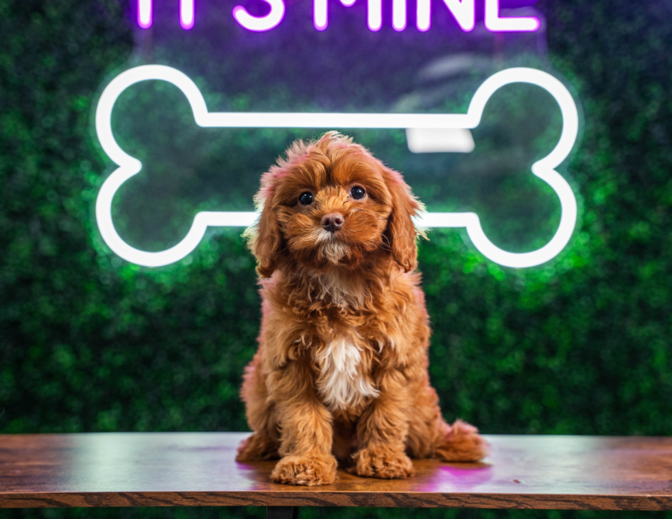 Cute Cavapoo Poodle Mix Pup