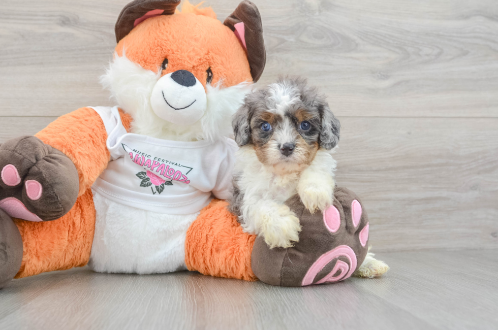 6 week old Cavapoo Puppy For Sale - Puppy Love PR
