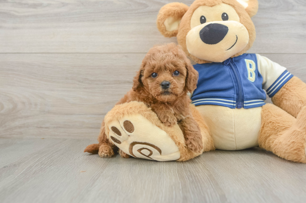 5 week old Cavapoo Puppy For Sale - Puppy Love PR