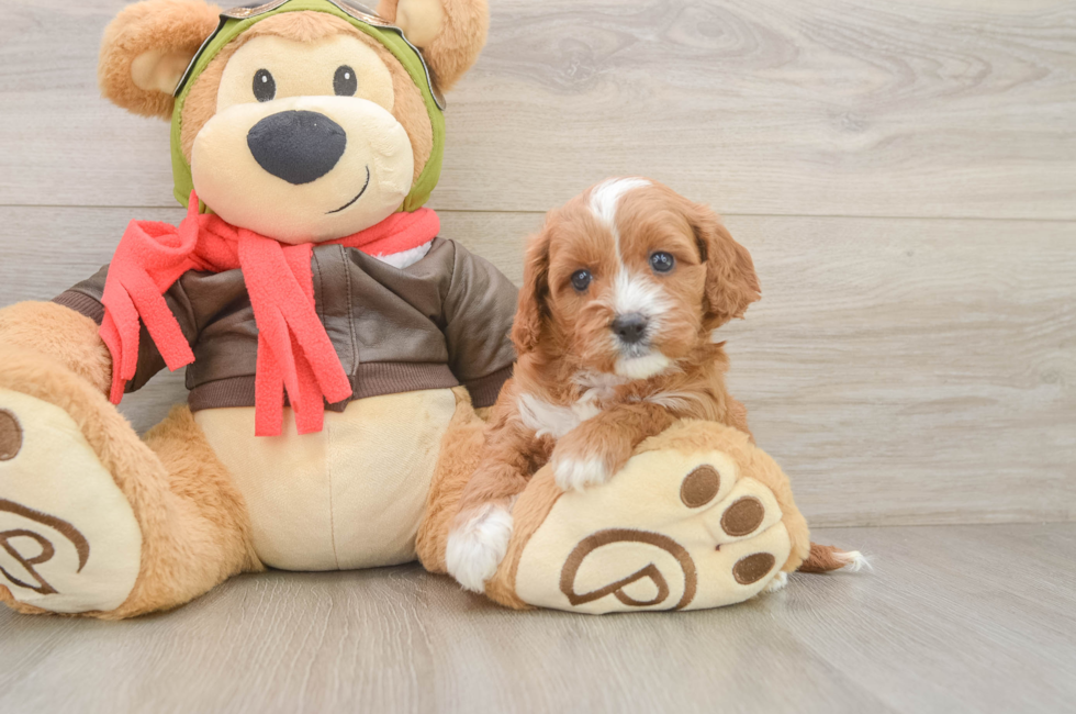 5 week old Cavapoo Puppy For Sale - Puppy Love PR
