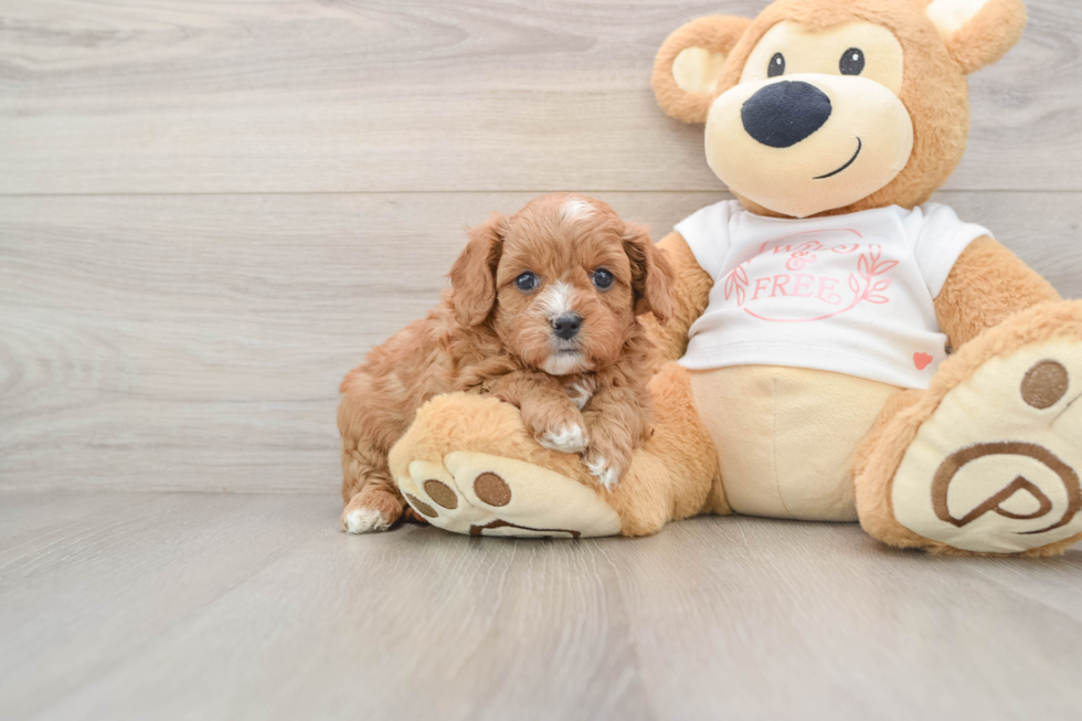 Cavapoo Puppy for Adoption