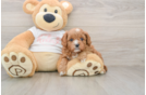 Cavapoo Puppy for Adoption