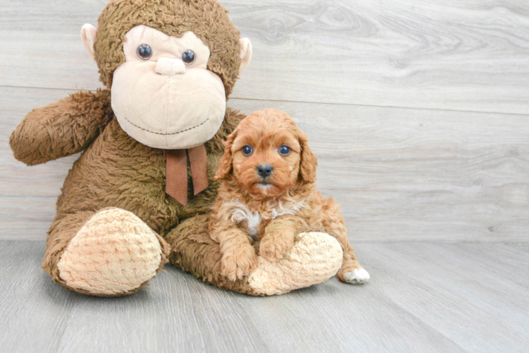 Cavapoo Pup Being Cute