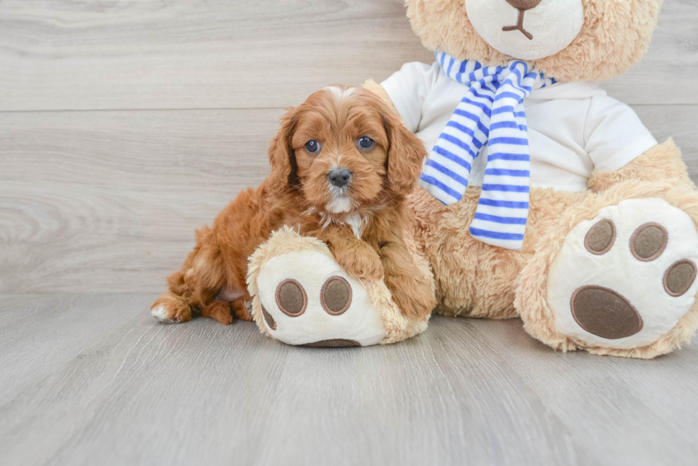 Petite Cavapoo Poodle Mix Pup