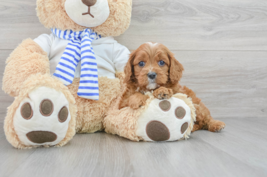 Cavapoo Pup Being Cute