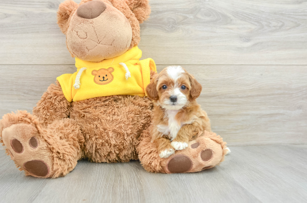 5 week old Cavapoo Puppy For Sale - Puppy Love PR