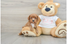 Cavapoo Puppy for Adoption