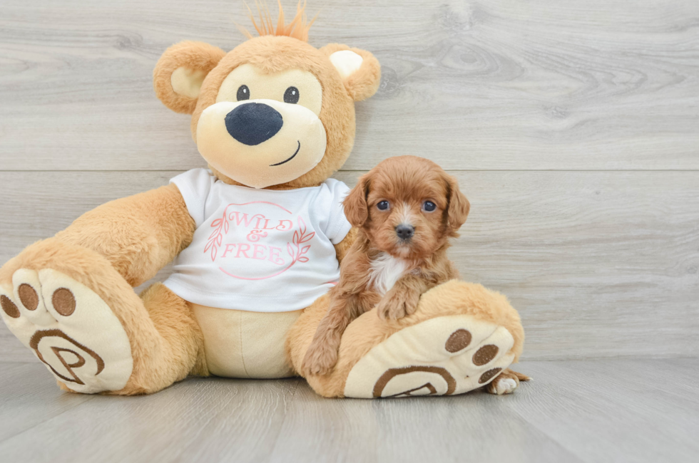 6 week old Cavapoo Puppy For Sale - Puppy Love PR