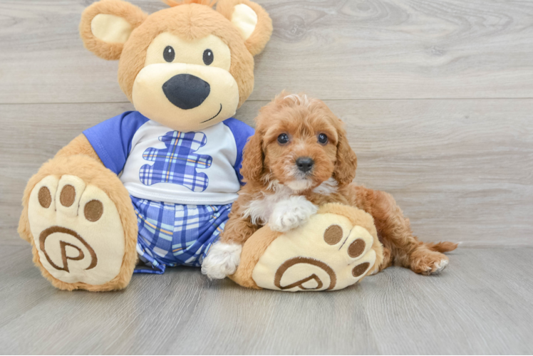 Meet Hazelnut - our Cavapoo Puppy Photo 1/3 - Puppy Love PR Fluffy Cavapoo Poodle Mix Pup