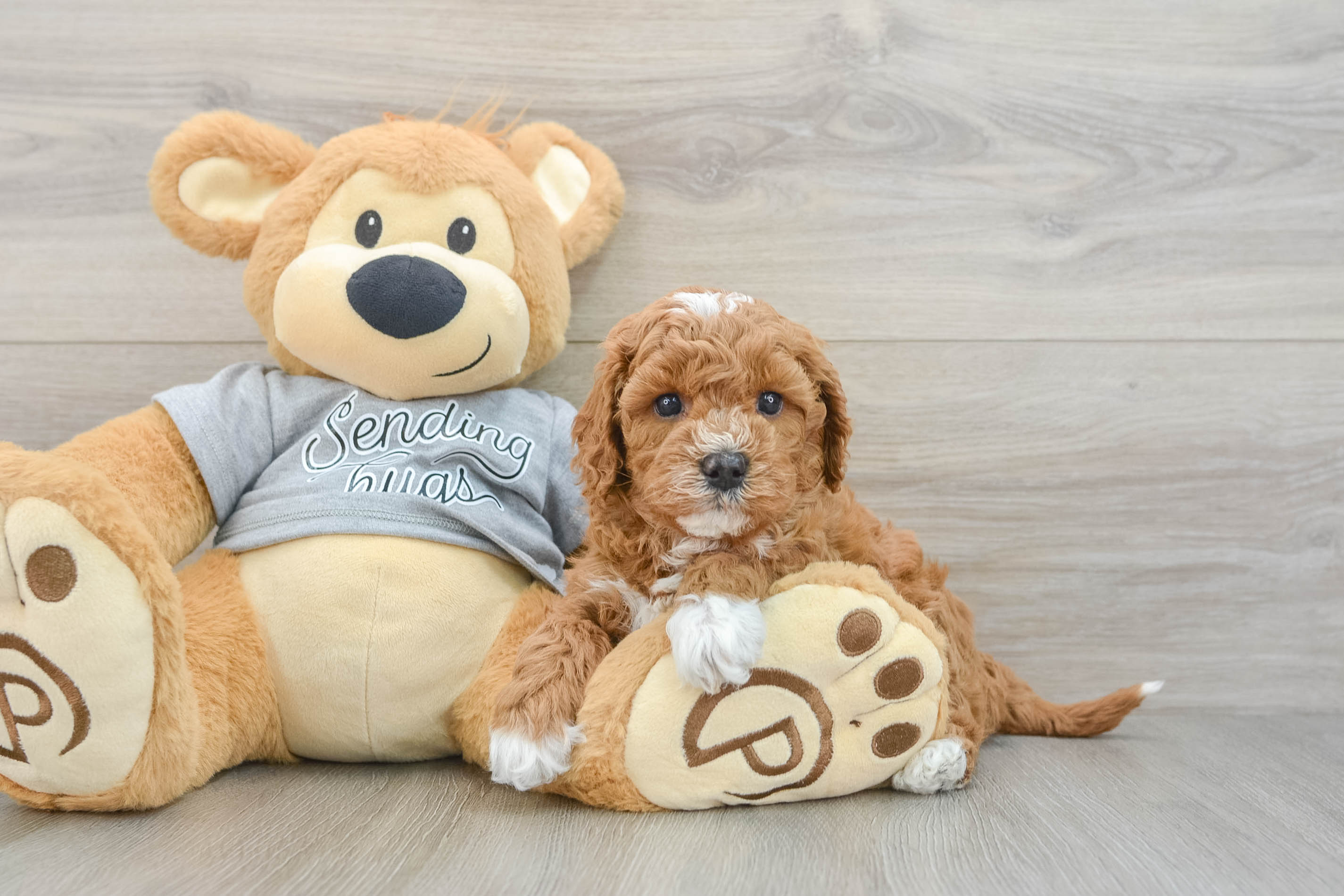 Energetic Cavoodle Poodle Mix Puppy