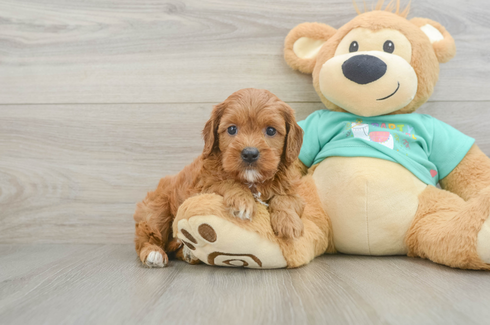 7 week old Cavapoo Puppy For Sale - Puppy Love PR