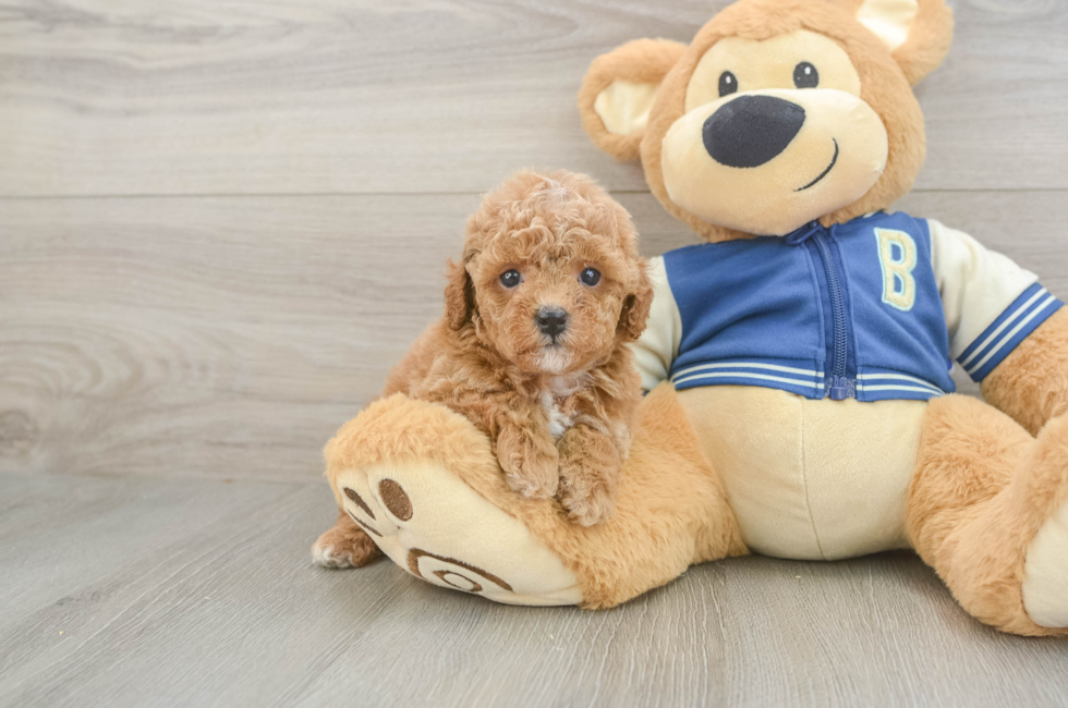 5 week old Cavapoo Puppy For Sale - Puppy Love PR