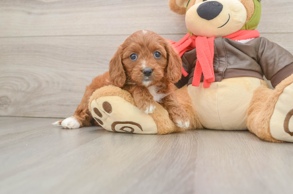 5 week old Cavapoo Puppy For Sale - Puppy Love PR