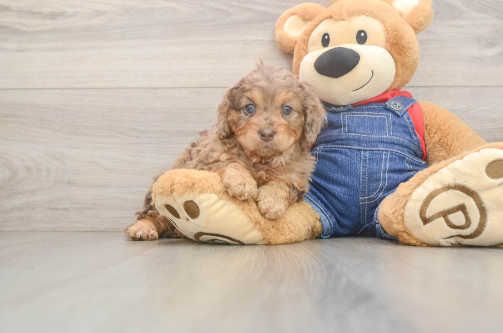 5 week old Cavapoo Puppy For Sale - Puppy Love PR