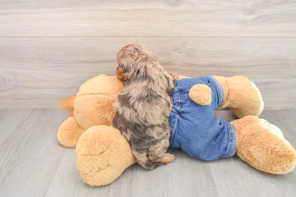 Adorable Cavalier King Charles Spaniel and Poodle Mix Poodle Mix Puppy