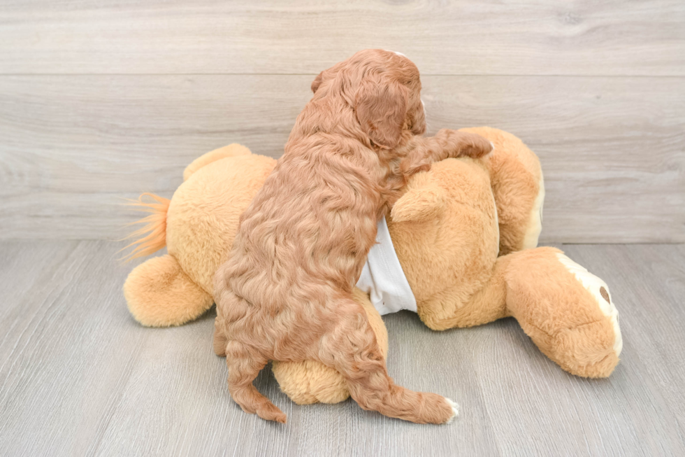 Hypoallergenic Cavadoodle Poodle Mix Puppy