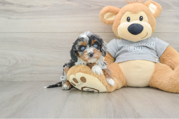 Best Cavapoo Baby