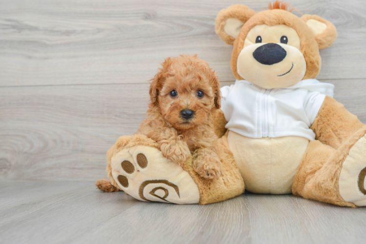 Meet Heath - our Cavapoo Puppy Photo 1/3 - Puppy Love PR Cavapoo Puppy for Adoption