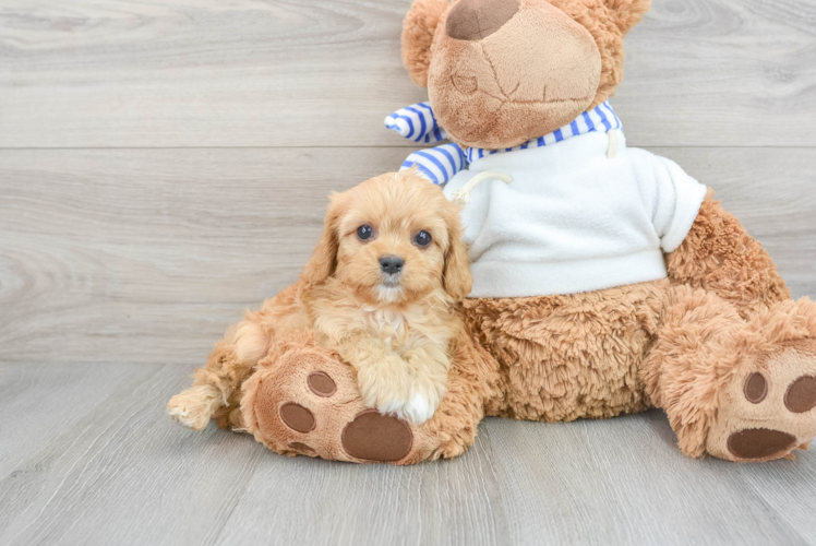 Meet Heath - our Cavapoo Puppy Photo 1/3 - Puppy Love PR Cavapoo Pup Being Cute