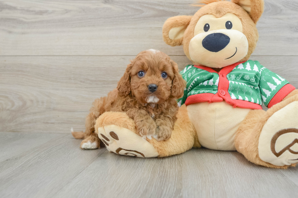 5 week old Cavapoo Puppy For Sale - Puppy Love PR