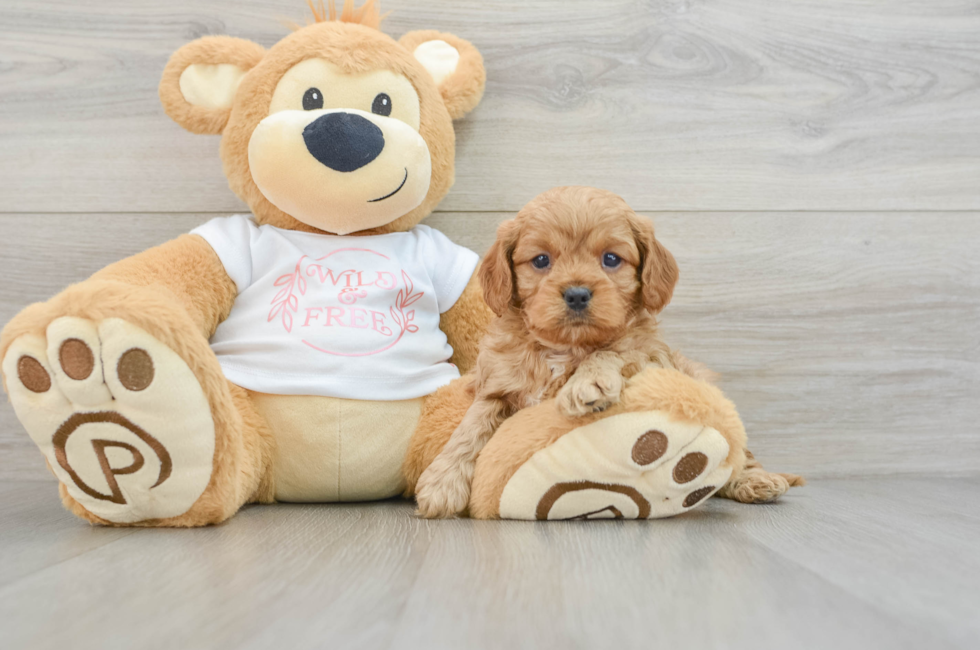 6 week old Cavapoo Puppy For Sale - Puppy Love PR