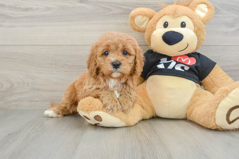 Small Cavapoo Baby