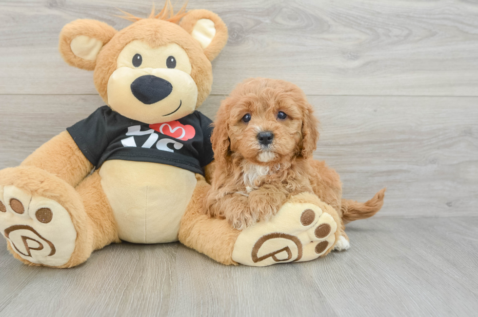 5 week old Cavapoo Puppy For Sale - Puppy Love PR