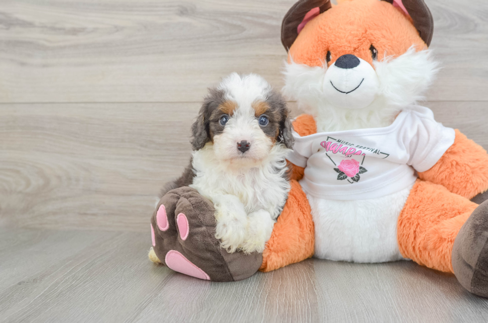 6 week old Cavapoo Puppy For Sale - Puppy Love PR